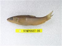 藏品(何氏棘魞)的圖片